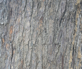 Old tree texture. Bark pattern, For background wood work, Bark of brown hardwood, thick bark hardwood, residential house wood. nature, tree, bark, hardwood, trunk, tree , tree trunk close up texture