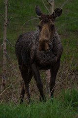 scruffy moose in Spring walking by trees in Steamboat Springs Colorado