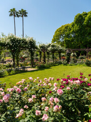 色鮮やかなバラ園の風景