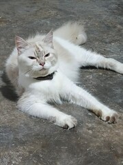 white cat on the floor