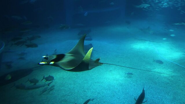Manta Rays Gliding Through Aquarium