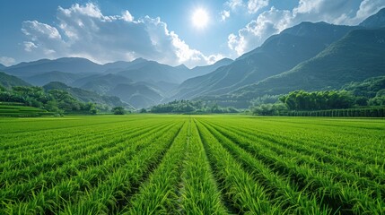 Rows of vibrant green rice seedlings against a backdrop of mountains