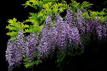 自然に生えた藤の花