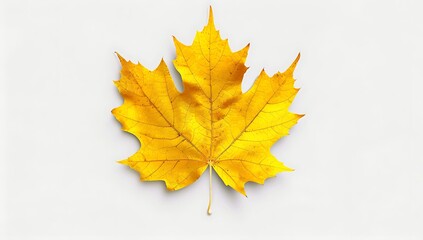 Yellow maple leaf with the inscription on a white background, 