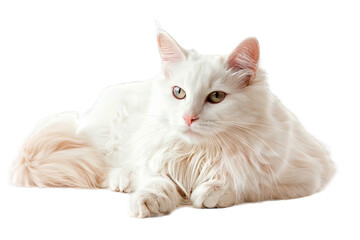 White Turkish Angora Cat Isolated