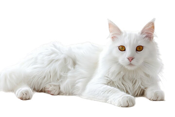 Obraz premium White Turkish Angora Cat Isolated