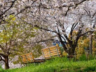 公園に咲く桜の花とベンチ