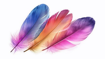 Colorful bird feathers isolated on a white background 