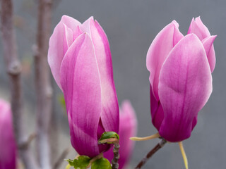 木蓮の花のクローズアップ