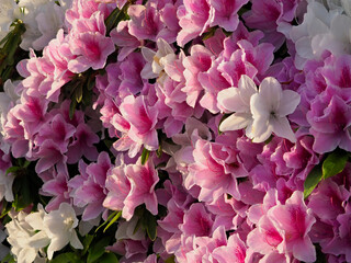 白色とピンク色のツツジ