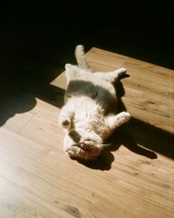 cat enjoying sunshine