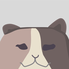 Confuse Tricolor Cat with Burnt Sienna, Off-White, and Charcoal Grey Patches. Cat with Burnt Sienna, Off-White, and Charcoal Grey Patches Confuse Tricolor
