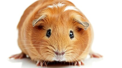 A cute guinea pig isolated on a white background