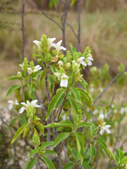 Fototapeta premium A green Plant of Justicia adhatoda vasica or malabar nut plant in selective focus and background blur, the white Justicia adhatoda blossom in spring, Chakwal, Punjab, Pakistan
