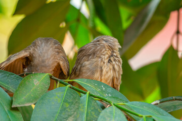 Yellow billed babbler