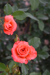 Beautiful red rose flower closeup in garden, A very beautiful rose flower bloomed on the rose tree, Rose flower, bloom flowers, Natural spring flower,  Nature