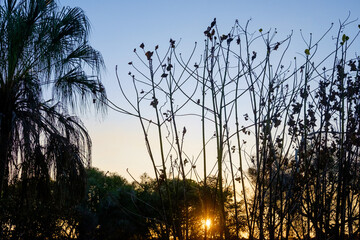 Fototapeta premium sun setting behing vegetation, near bundaberg, queensland