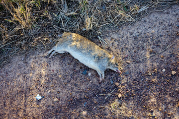 dead bandicoot in sugar cane field near bundaberg