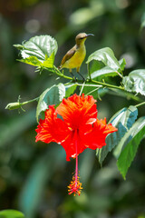 Purple rumped Sunbird