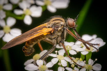 Macro shot of a Dance Fly (Empis tessellata) on white flowers.