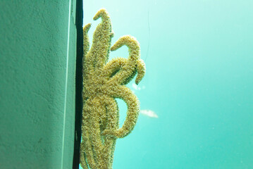 Eleven-Armed Sea Star - New Zealand