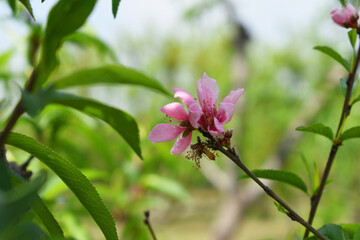 Beautiful Pink Peach Blossoms in a Garden, Pink Peach Flowers Blooming on Peach Tree, Beautiful peach flowers close up - as background, Flowering branch of fruit flower closeup