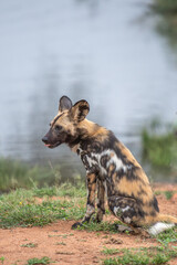 African Wild Dog sitting near a pond