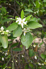 Blossoming orange tree, Valencia orange and orange blossoms, Spring harvest, closeup of Orange tree branches with flowers, buds and leaves, Chakwal, Punjab, Pakistan