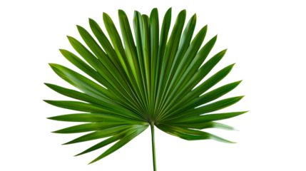 A vibrant palm leaf with its characteristic fan-shaped form, evoking tropical paradise,Isolated on a transparent background.