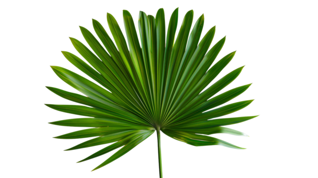 A vibrant palm leaf with its characteristic fan-shaped form, evoking tropical paradise,Isolated on a transparent background.