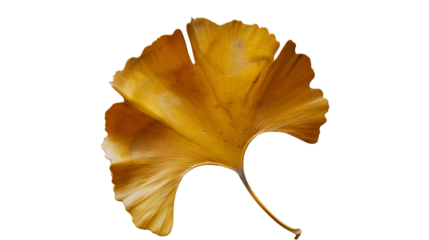 A single ginkgo leaf with its distinctive fan-shaped form and golden yellow hue, symbolizing longevity and resilience, Isolated on white background.