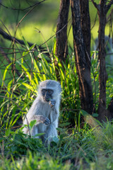 Vervet Monkey golden hour