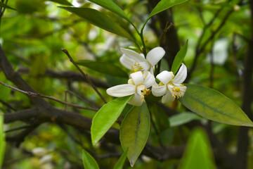 Blossoming orange tree, Valencia orange and orange blossoms, Spring harvest, closeup of Orange tree branches with flowers, buds and leaves, Chakwal, Punjab, Pakistan