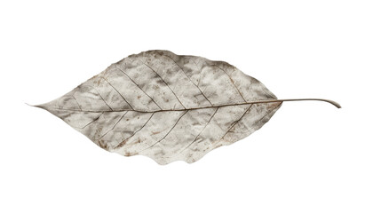 textured leaf, Isolated on white background.