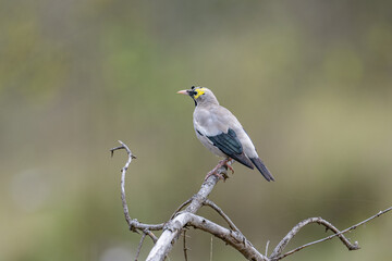 Wattled Starling