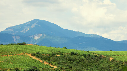 Beautiful plantations of the vineyard against the backdrop of the mountain range. Vineyard...