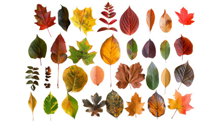 Obraz premium The leaves of a tropical plant are decorated with bold patterns and vibrant colors, showcasing the diversity of plant life, Isolated on white background.