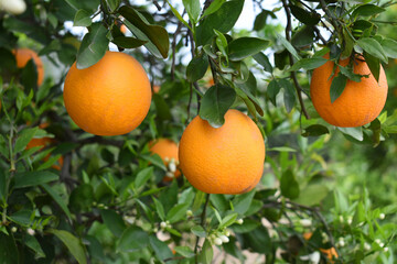 ripe oranges on tree, close-up of a beautiful orange tree with orange, fruit hanging on a tree, Close-up of ripe oranges hanging on a tree in an orange plantation garden, Chakwal, Punjab, Pakistan