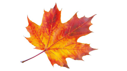 a maple leaf in vibrant autumn colors, with its veins clearly visible, Isolated on a white background