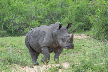 Fototapeta premium Rhinoceros big five mammal