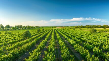 A panoramic view of a large organic orchard, diverse types of fruit trees blooming, a clear blue sky, farmers inspecting the plants. Emphasis on biodiversity and sustainable practices. Created Using:
