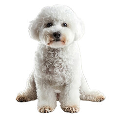 Bichon Dog Isolated on Transparent