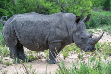 Obraz premium Rhinoceros big five mammal