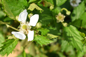 Blackberry flowers in the garden, Beautiful in spring bloom garden. Blackberry bush with white...