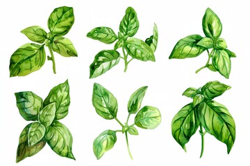 set of basil leaves watercolor isolated on white background
