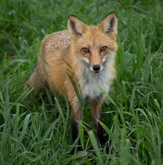 Red Fox looking on in the grass