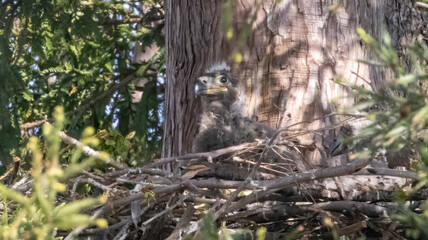 A nest with Bald Eagle babies