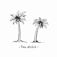 Palm trees sketch, coconut vector