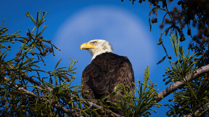 A Bald Eagle with a moon as a backdrop