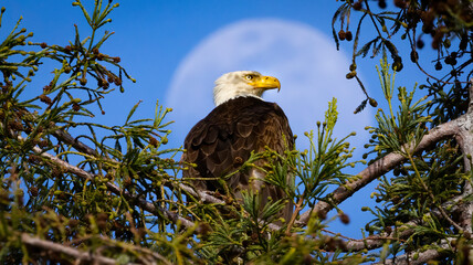 A Bald Eagle with a moon as a backdrop